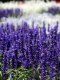 Salvia Farinacea - Victoria 1000 Seeds