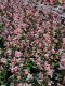 Salvia Coccinea - Summer Jewel  100 Seeds