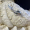 Whale Shark Sterling Silver 925 Pendant - Color