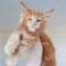 Maine Coon Kittens Home