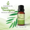 Lemon Eucalyptus Essential Oil / น้ำมันหอมระเหย เลม่อน ยูคาลิปตัส / Lemon Eucalyptus Oil 1 oz