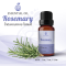 Rosemary Essential Oil / น้ำมันหอมระเหย โรสแมรี่ / Rosemary Oil 1 oz