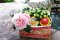 Fruity Garden C