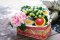 Fruity Garden C