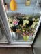 ตู้แช่ดอกไม้  Flower Fresh รุ่น SDC-1500AY
