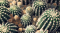 สารสกัดจากกระบองเพชร (Cactus Extract)- ปลดล็อคผิวเสีย สู่ผิวสวย ตัวช่วยเรื่องผิวพรรณที่แบรนด์ดังเค้าใช้กัน