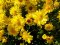 สารสกัดจากดอกเก๊กฮวย (Chrysanthemum Flower Extract)- เคล็ดลับเผยผิวสวย จากสมุนไพรดอกจิ๋วๆ ที่สรรพคุณไม่ธรรมดา