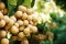 สารสกัดจากเมล็ดลำไย (Longan Seed Extract)- สารพัดประโยชน์แห่งการบำรุงผิวสวยด้วยผลไม้ที่สรรพคุณไม่ธรรมดา