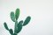 สารสกัดจากต้นกระบองเพชร(Cactus Extract)