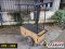 รถเข็นขายของ CTR – 224