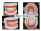 โมเดลฟัน Dental Teeth Model