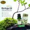 100% Pure Moringa Oil