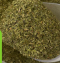 PT. BORNEO KRATOM INVESTAMA