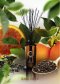 EARL GREY AROMA KIT REED DIFFUSER 