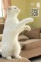 ลูกแมวสก๊อตติชโฟลด์ ชื่อ Popcorn สีขาว
