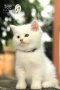 แมวสก๊อตติสโฟรด์ สีขาว
