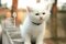 แมวสก๊อตติสโฟรด์ สีขาว ตาส้ม