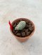 Lophophora Fricii cristata  2-3 cm 7 years old seed ownroot flower seedling ロフォフォラ　烏羽玉　仔吹き サボテン