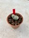 Lophophora Fricii cristata  2-3 cm 7 years old seed ownroot flower seedling ロフォフォラ　烏羽玉　仔吹き サボテン