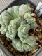 lophophora fricii cristata super white size 5-6 cm japan import 11 years old - can give flower and seed