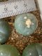 lophophora fricii super white size 3-4 cm japan import 7 years old - can give flower and seed