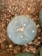 lophophora fricii super white size 3-4 cm japan import 7 years old - can give flower and seed