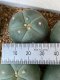 Lophophora fricii super white size 3-4 cm JAPAN import 7 years old - can give flower and seed including PHYTOSANITARY CERTIFICATES AND CITES DOCUMENT