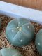 Lophophora fricii super white size 3-4 cm JAPAN import 7 years old - can give flower and seed including PHYTOSANITARY CERTIFICATES AND CITES DOCUMENT