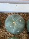 Lophophora fricii super white size 3-4 cm JAPAN import 7 years old - can give flower and seed including PHYTOSANITARY CERTIFICATES AND CITES DOCUMENT