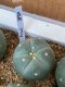 Lophophora fricii super white size 3-4 cm JAPAN import 7 years old - can give flower and seed including PHYTOSANITARY CERTIFICATES AND CITES DOCUMENT