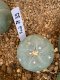 lophophora fricii super white size 3-4 cm japan import 7 years old - can give flower and seed