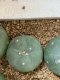 Lophophora fricii super white size 3-4 cm JAPAN import 7 years old - can give flower and seed including PHYTOSANITARY CERTIFICATES AND CITES DOCUMENT