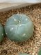 Lophophora fricii super white size 3-4 cm JAPAN import 7 years old - can give flower and seed including PHYTOSANITARY CERTIFICATES AND CITES DOCUMENT