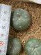 Lophophora fricii super white size 3-4 cm JAPAN import 7 years old - can give flower and seed including PHYTOSANITARY CERTIFICATES AND CITES DOCUMENT