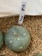 Lophophora fricii super white size 3-4 cm JAPAN import 7 years old - can give flower and seed including PHYTOSANITARY CERTIFICATES AND CITES DOCUMENT