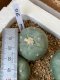 Lophophora fricii super white size 3-4 cm JAPAN import 7 years old - can give flower and seed including PHYTOSANITARY CERTIFICATES AND CITES DOCUMENT