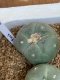 Lophophora fricii super white size 3-4 cm JAPAN import 7 years old - can give flower and seed including PHYTOSANITARY CERTIFICATES AND CITES DOCUMENT