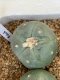 Lophophora fricii super white size 3-4 cm JAPAN import 7 years old - can give flower and seed including PHYTOSANITARY CERTIFICATES AND CITES DOCUMENT