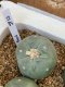 Lophophora fricii super white size 3-4 cm JAPAN import 7 years old - can give flower and seed including PHYTOSANITARY CERTIFICATES AND CITES DOCUMENT