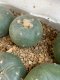 lophophora fricii super white size 3-4 cm japan import 7 years old - can give flower and seed