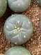 lophophora fricii super white size 3-4 cm japan import 7 years old - can give flower and seed including PHYTOSANITARY CERTIFICATES and cites document