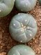 lophophora fricii super white size 3-4 cm japan import 7 years old - can give flower and seed including PHYTOSANITARY CERTIFICATES and cites document