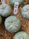 lophophora fricii super white size 3-4 cm japan import 7 years old - can give flower and seed including PHYTOSANITARY CERTIFICATES and cites document