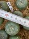 lophophora fricii super white size 3-4 cm japan import 7 years old - can give flower and seed including PHYTOSANITARY CERTIFICATES and cites document