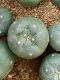 lophophora fricii super white size 3-4 cm japan import 7 years old - can give flower and seed including PHYTOSANITARY CERTIFICATES and cites document