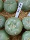 lophophora fricii super white size 3-4 cm japan import 7 years old - can give flower and seed including PHYTOSANITARY CERTIFICATES and cites document