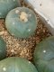 lophophora fricii super white size 3-4 cm japan import 7 years old - can give flower and seed
