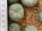 lophophora fricii super white size 3-4 cm japan import 7 years old - can give flower and seed including PHYTOSANITARY CERTIFICATES and cites document