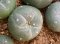 lophophora fricii super white size 3-4 cm japan import 7 years old - can give flower and seed including PHYTOSANITARY CERTIFICATES and cites document