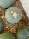 lophophora fricii super white size 3-4 cm japan import 7 years old - can give flower and seed